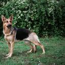 Perro Pastor Alemán (Getty)