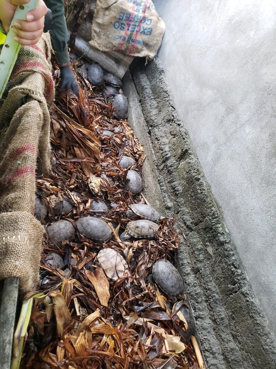 Tortugas hicoteas rescatadas por la Policía Ambiental