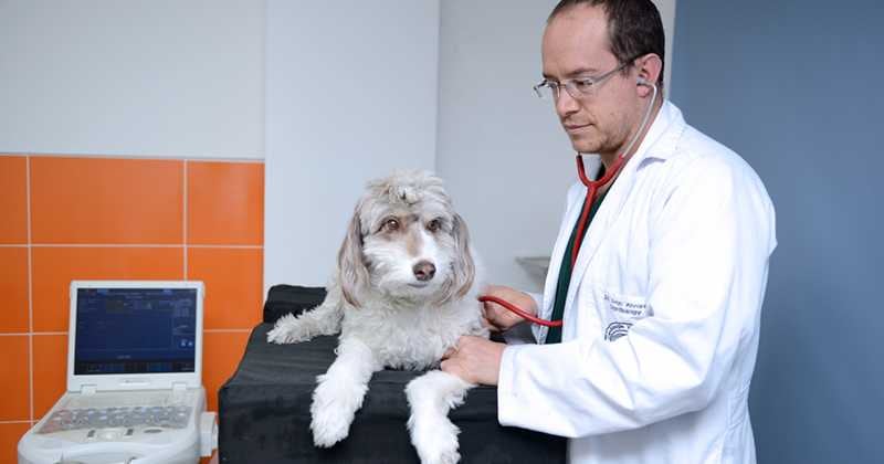 Los perros requieren de cuidados especiales y uno de ellos son las visitas frecuentes al veterinario. 