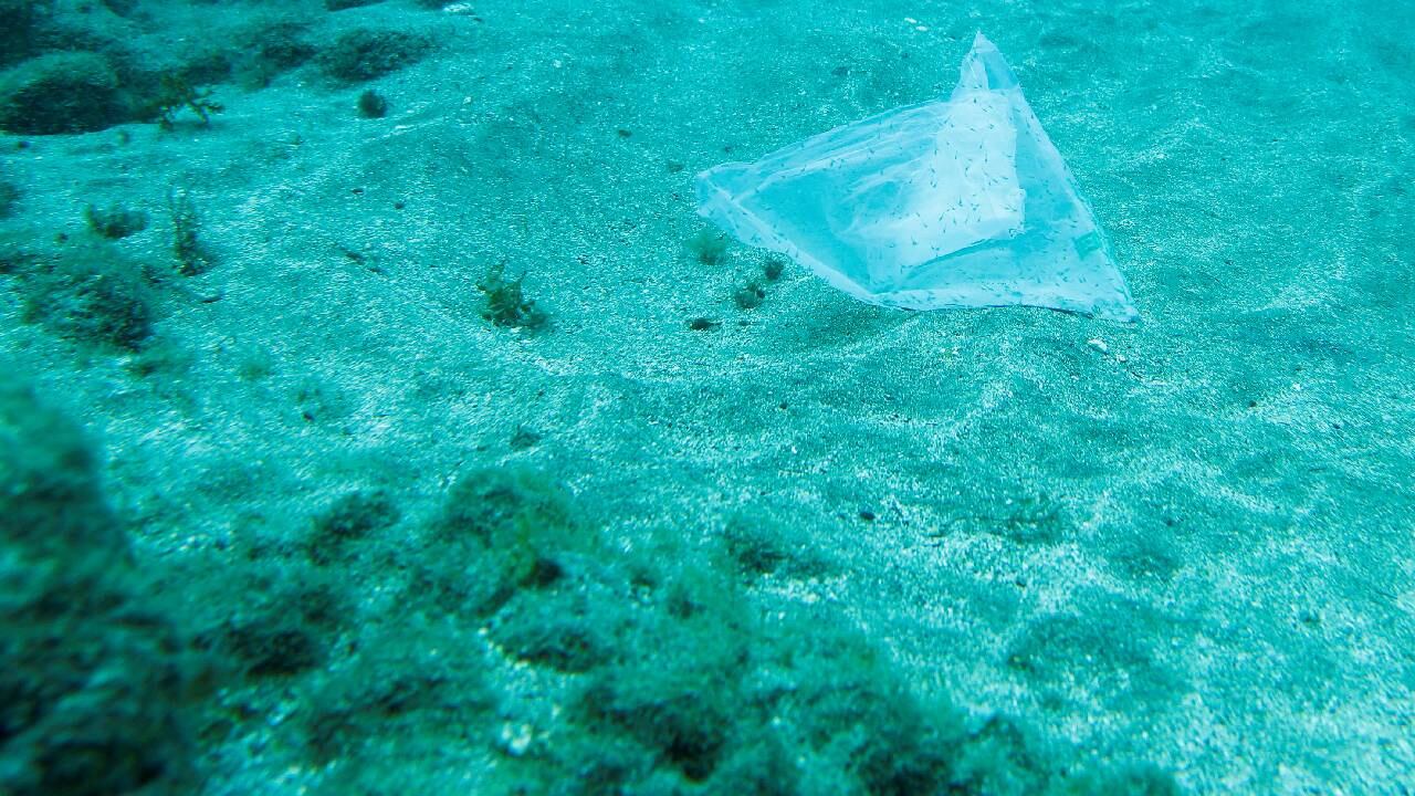 ONU aprobó primer tratado para proteger la altamar.