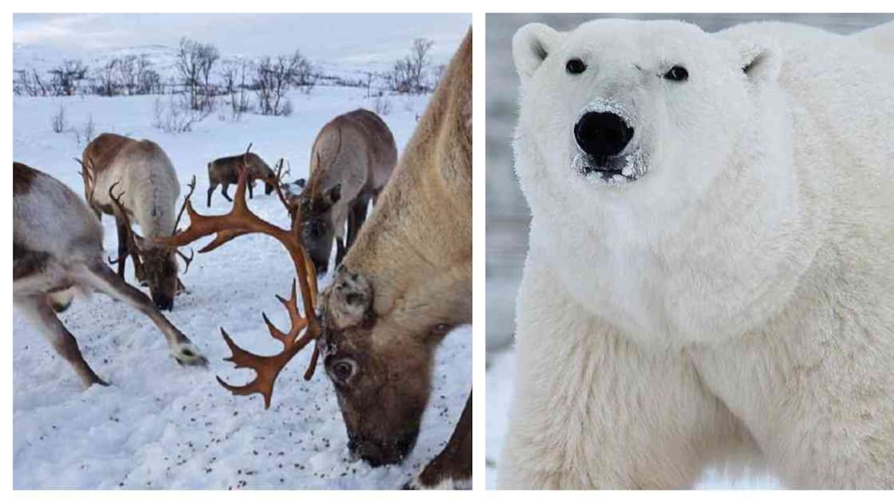 Los caribúes y los osos polares son de las especies más importantes que hay en esta zona del Ártico. Foto: Getty Images