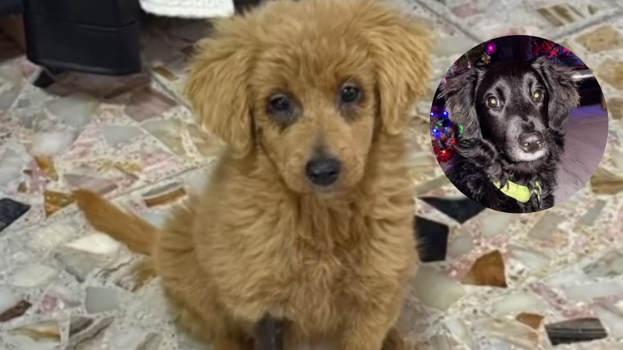 Una cachorra rescatada en Ciudad de México se convirtió en símbolo del maltrato ligado a la venta ilegal de mascotas.