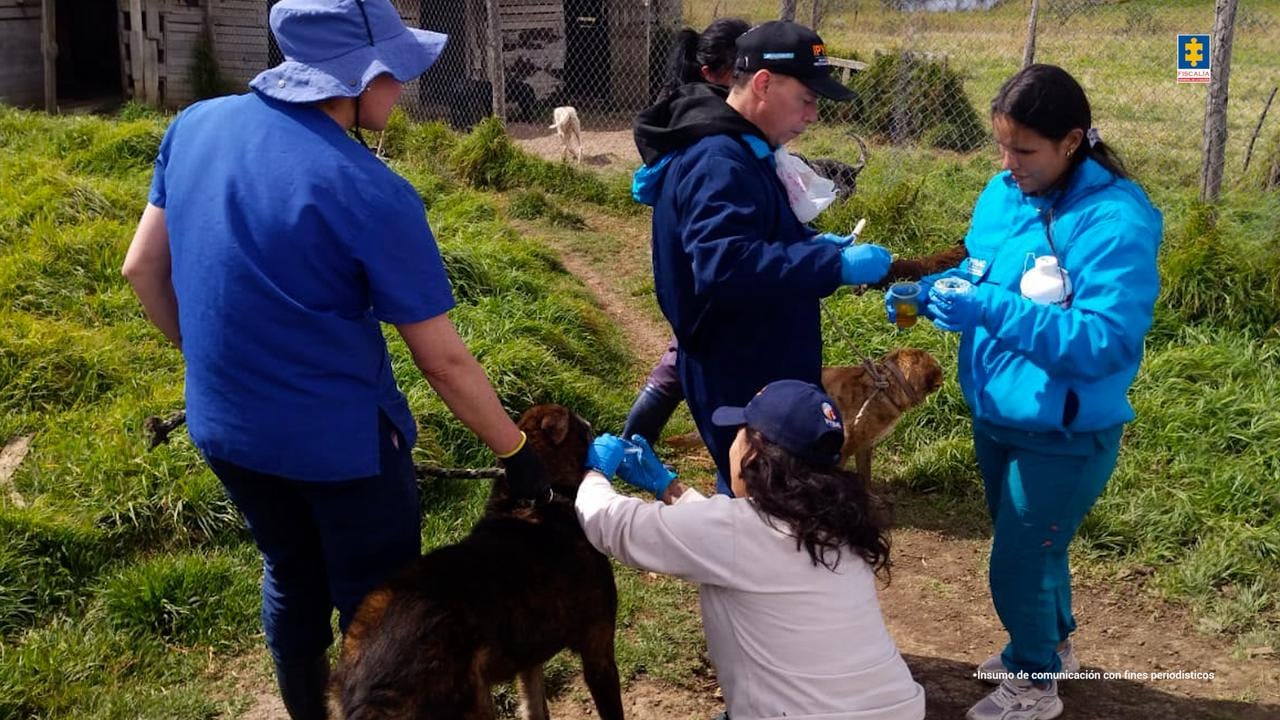 Operativo de la Fiscalía contra una falsa fundación protectora de animales.