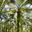 En 2016, Colombia aparecía como el cuarto productor de aceite de palma en el mundo y el primero en el continente, según cifras de Fedepalma.