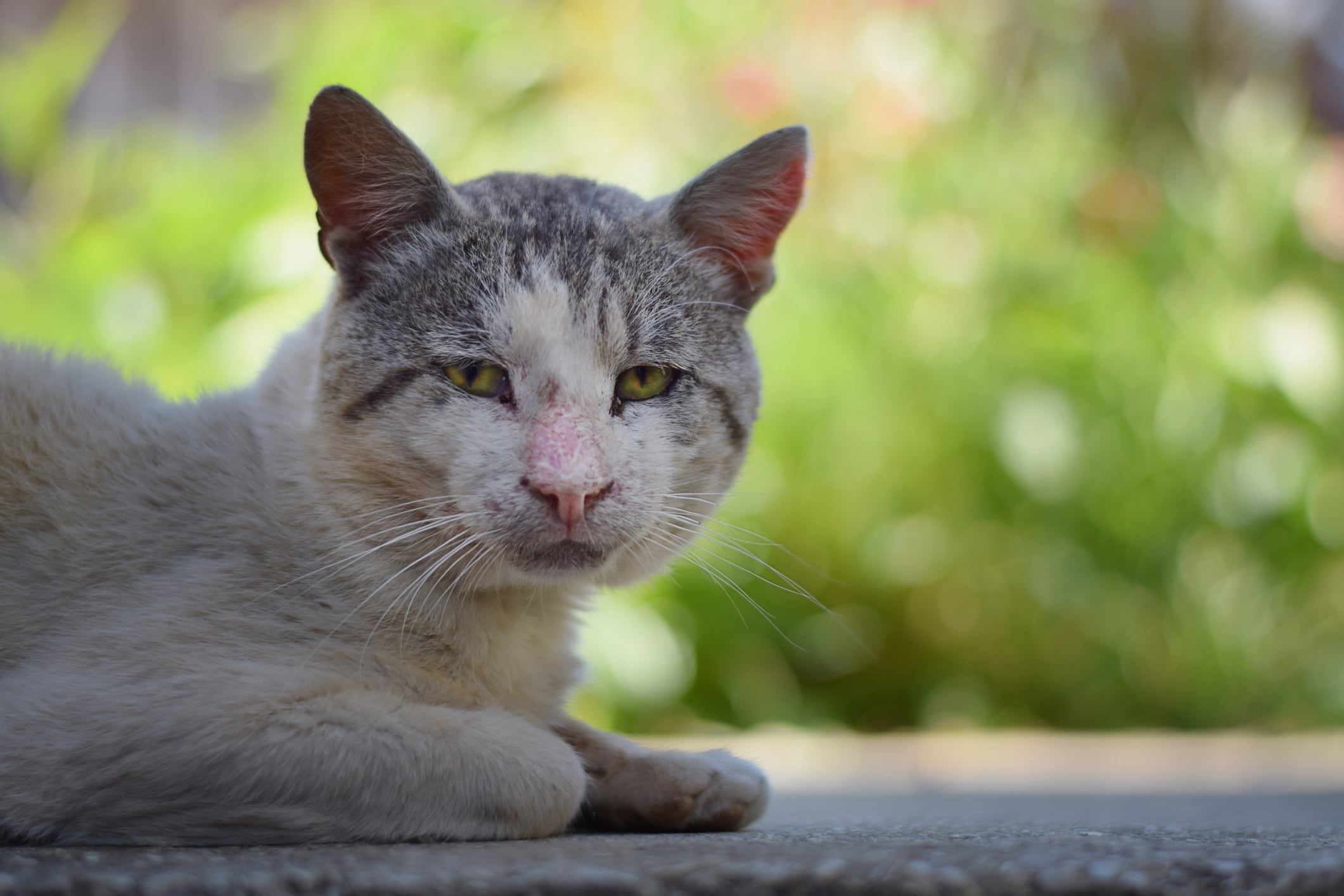 El gato adulto requiere de cuidados en torno a alimentación, higiene y ejercicio.