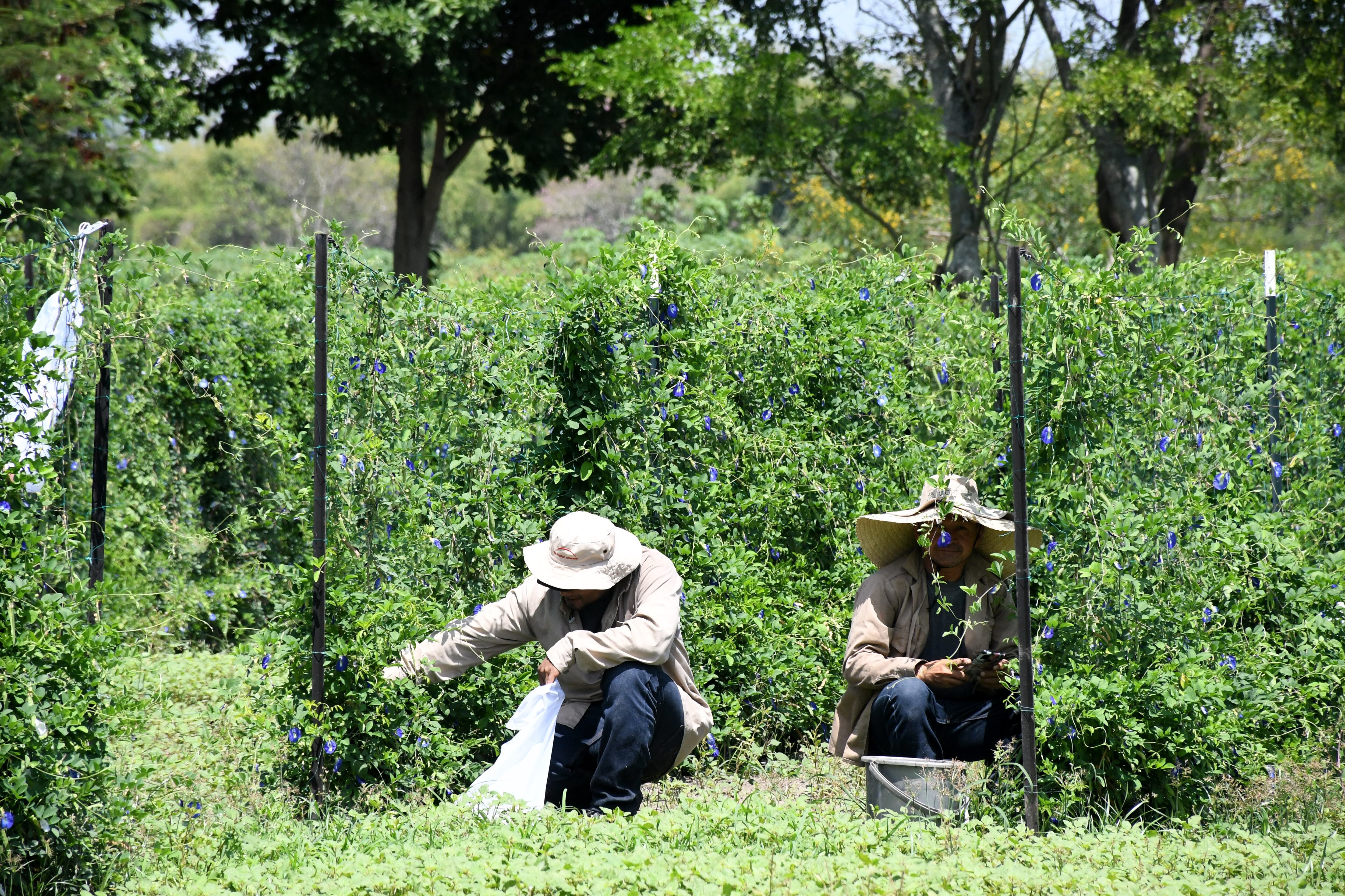 Cali; Durante los eventos realizados en el sexto día de la COP 16 se llevó realizo una visita de medios y representantes internacionales al CIAT donde entraron de primera mano de la labor científica que se desarrolla en este centro y como es puesta al servicio del agro a nivel mundial la selección de las mejores semillas en variedades de frijoles, Yuca y forrajes para la ganadería.