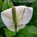 Pla planta o cuna de Moisés es usada para alejar malas energías.