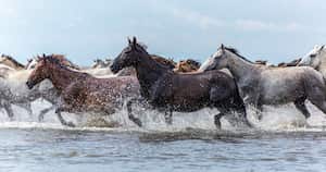 Caballos salvajes en Casanare. Foto: Yamid Calderón
