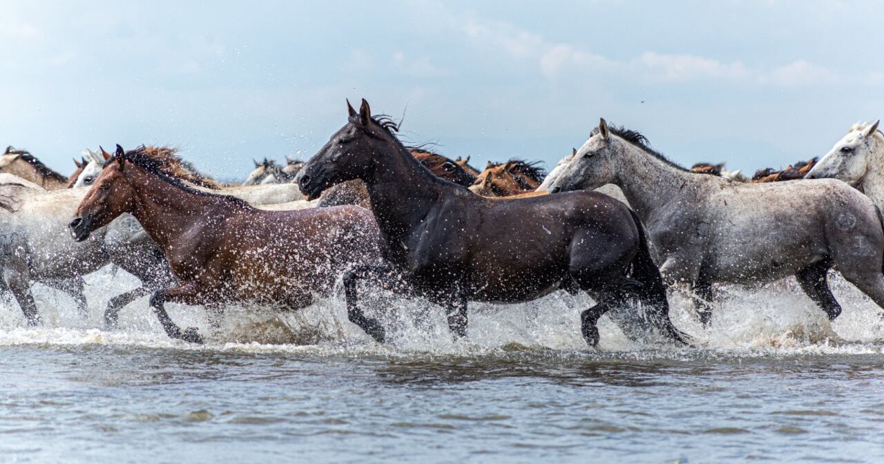 Caballos salvajes en Casanare. Foto: Yamid Calderón