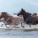 Caballos salvajes en Casanare. Foto: Yamid Calderón
