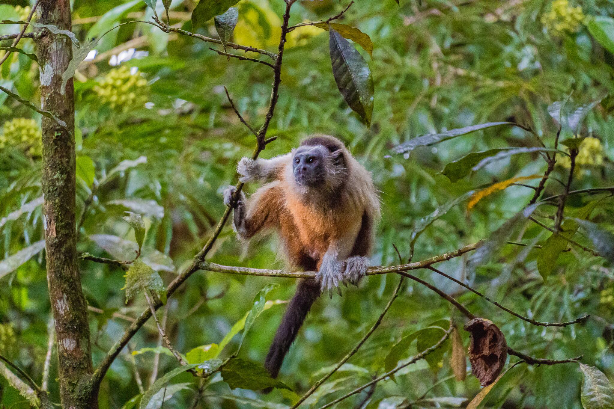 Fauna y flora en San Rafael