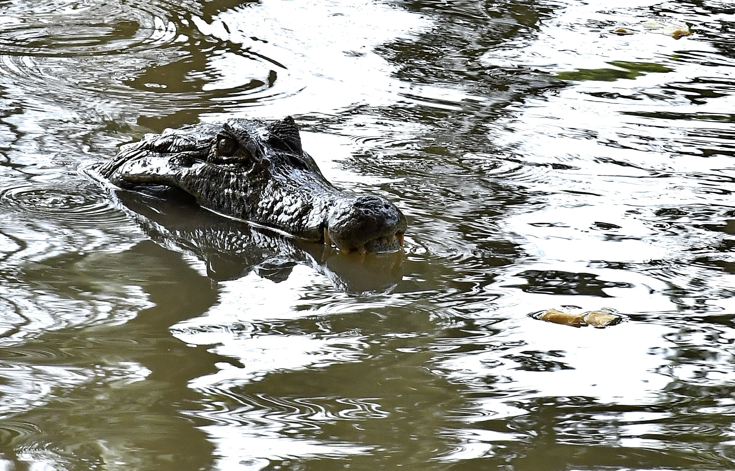Esta babilla es una de los ejemplares que viven en el lago de Ciudad Jardín más conocido como parque de la babilla. Por su gran tamaño será retirada del lugar por parte de funcionarios del DAGMA, que iniciaron la operación para estudiarla y evaluar todas las medidas para que la captura del animal se haga de forma segura y no sufra ningún daño. Esto podría tardar varios días. Se calcula que allí hay de 8 a 10 animales de esta especie. Fotos Raúl Palacios / El Pais.
