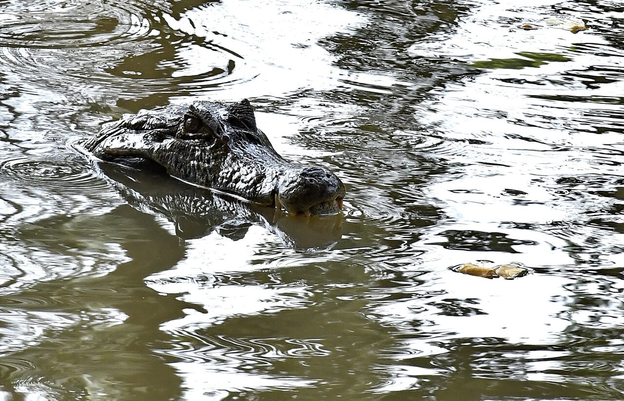 Esta babilla es una de los ejemplares que viven en el lago de Ciudad Jardín más conocido como parque de la babilla. Por su gran tamaño será retirada del lugar por parte de funcionarios del DAGMA, que iniciaron la operación para estudiarla y evaluar todas las medidas para que la captura del animal se haga de forma segura y no sufra ningún daño. Esto podría tardar varios días. Se calcula que allí hay de 8 a 10 animales de esta especie. Fotos Raúl Palacios / El Pais.