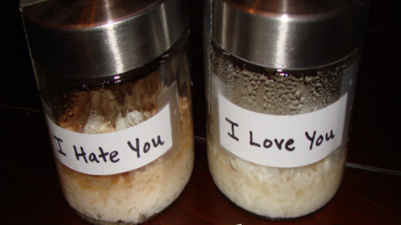 Imagen de una réplica del experimento con un tarro al que le dijeron "Te amo" y otro al que le dijeron "Te odio".