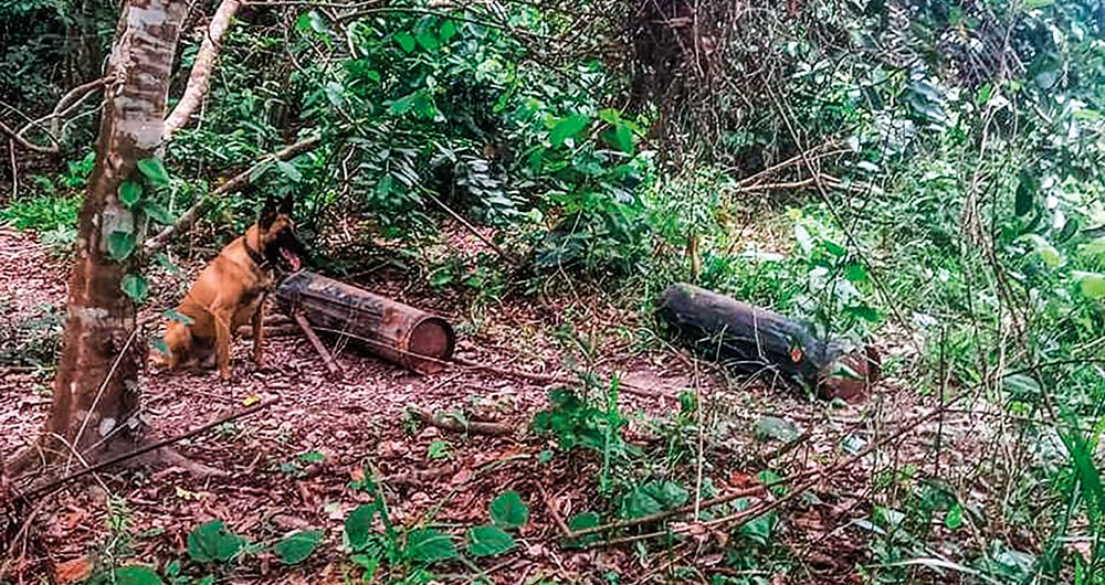 Violencia en Arauca.