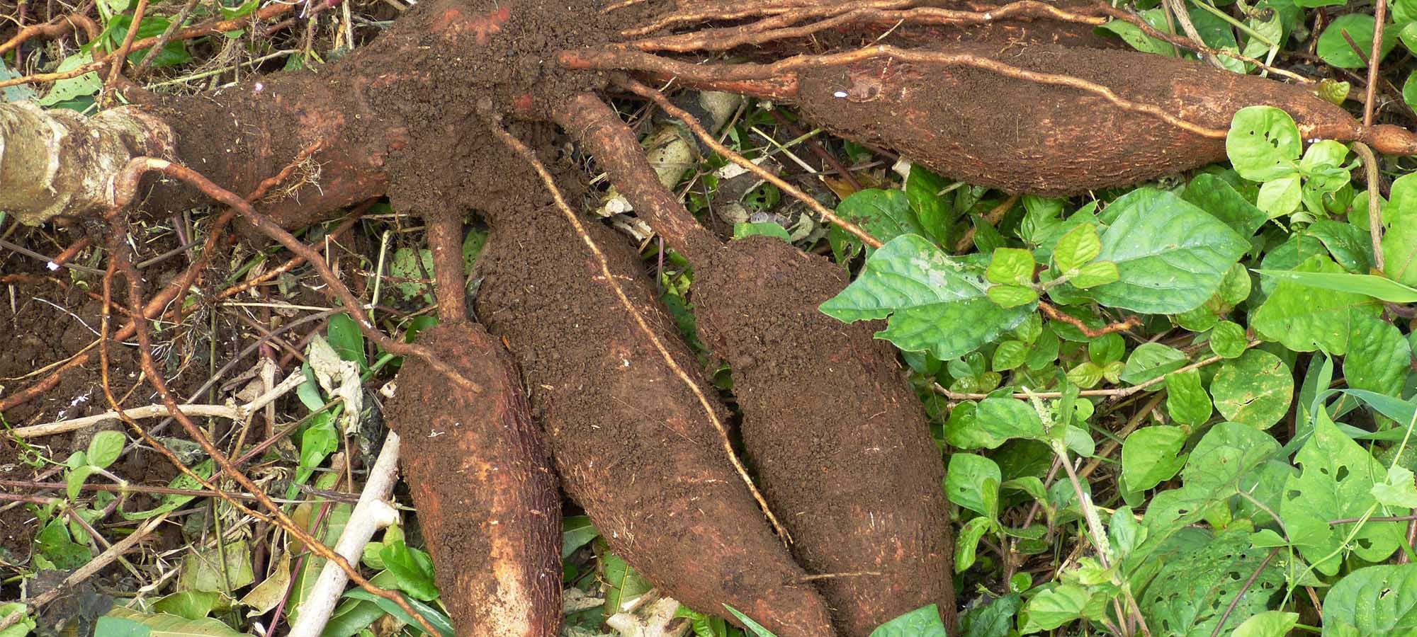 La yuca es uno de los alimentos predilectos en las cocinas latinoamericanas.