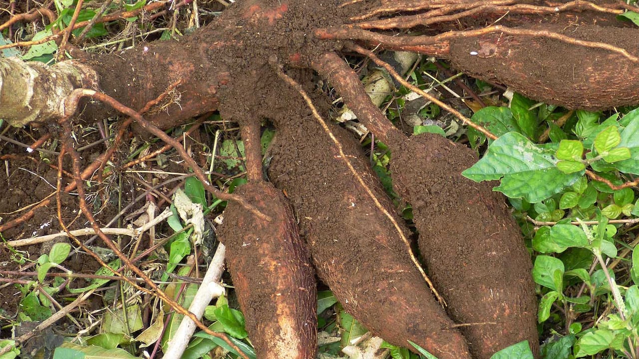 7 mil toneladas de yuca están represadas en la región del Ariari