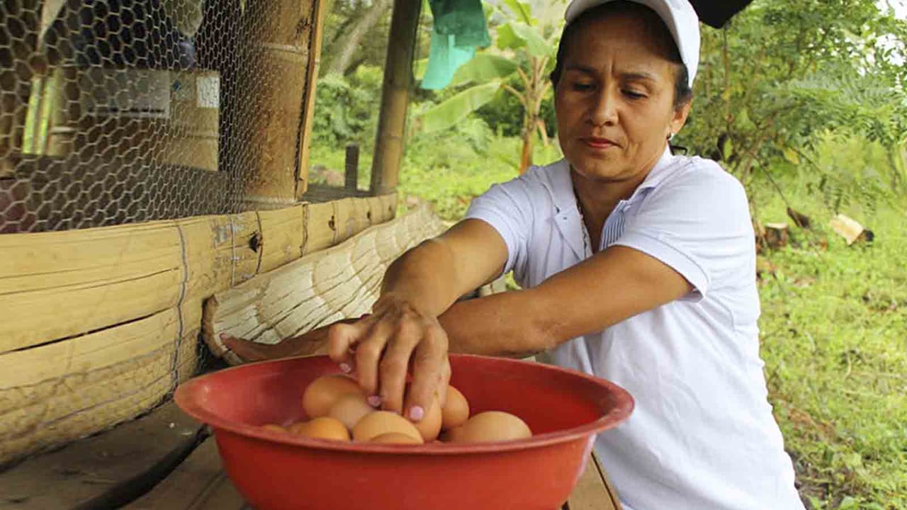 Nelly dedica sus horas a atender el galpón y hacer seguimiento a las aves desde muy temprano.