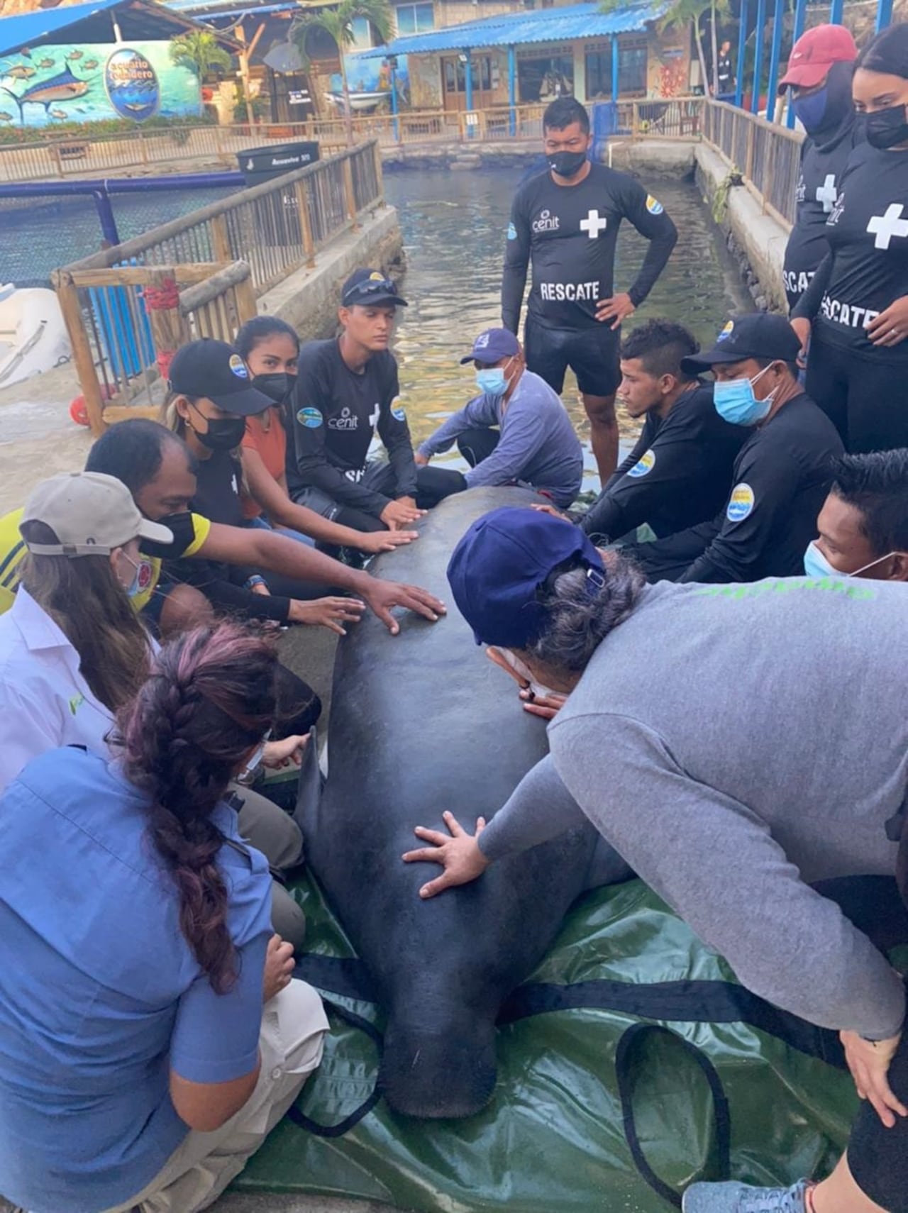 manatí liberada en la Costa