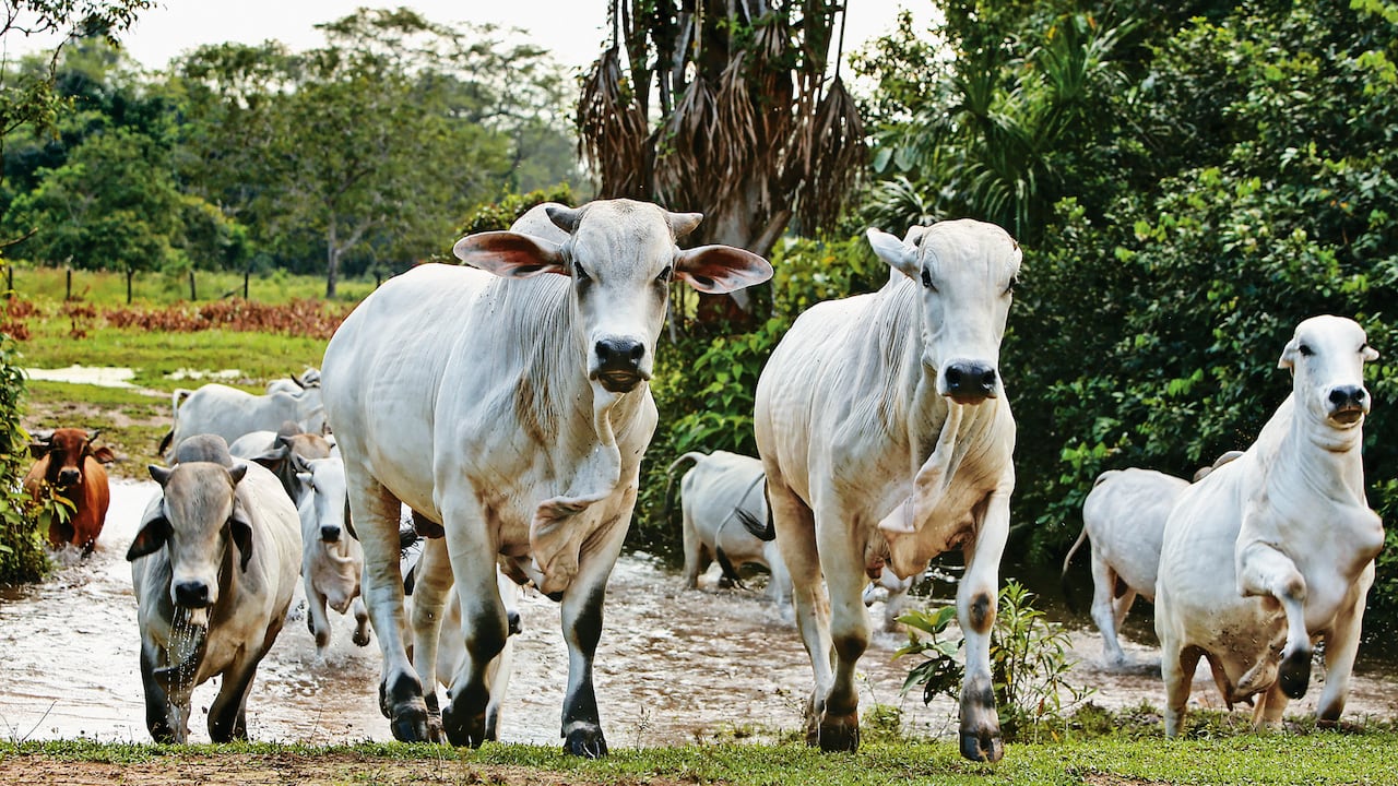 Cortesía Gobernación de Meta - API