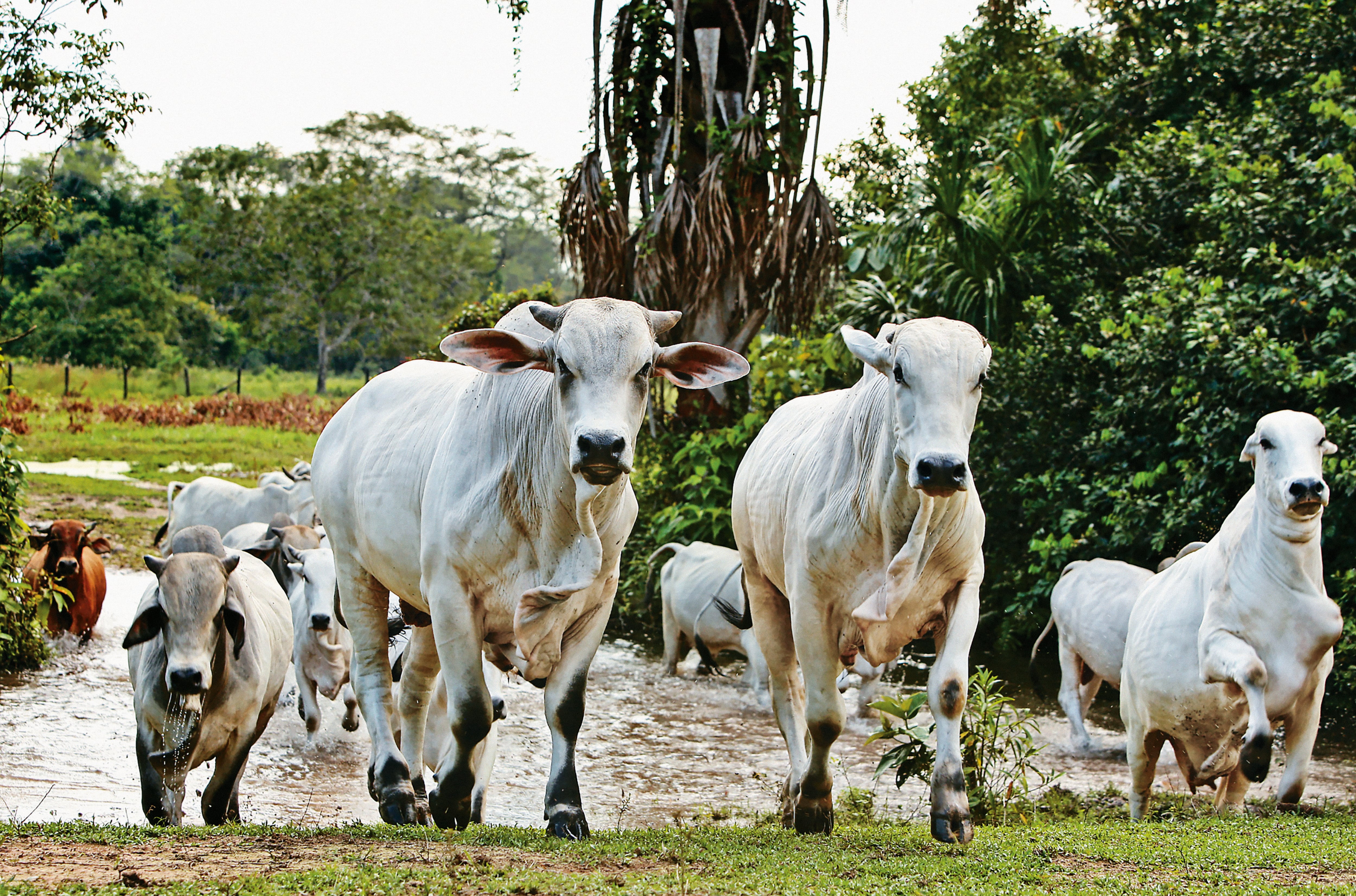 Cortesía Gobernación de Meta - API