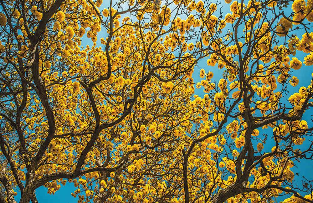 Lluvia de oro, así se llama este árbol típico de la Costa Caribe que florece en febrero y marzo.  Foto: Cesar David Martínez.
