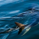 La ciencia obtuvo nuevas evidencias sobre la verdadera longitud del gigantesco tiburón.