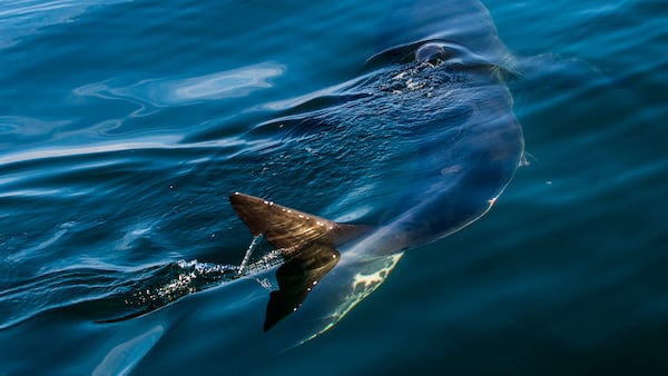 La ciencia obtuvo nuevas evidencias sobre la verdadera longitud del gigantesco tiburón.