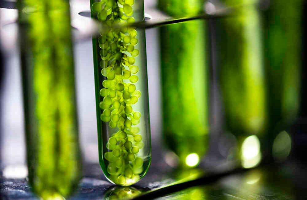Las microalgas han demostrado su efectividad para la producción de biocombustibles // iStock