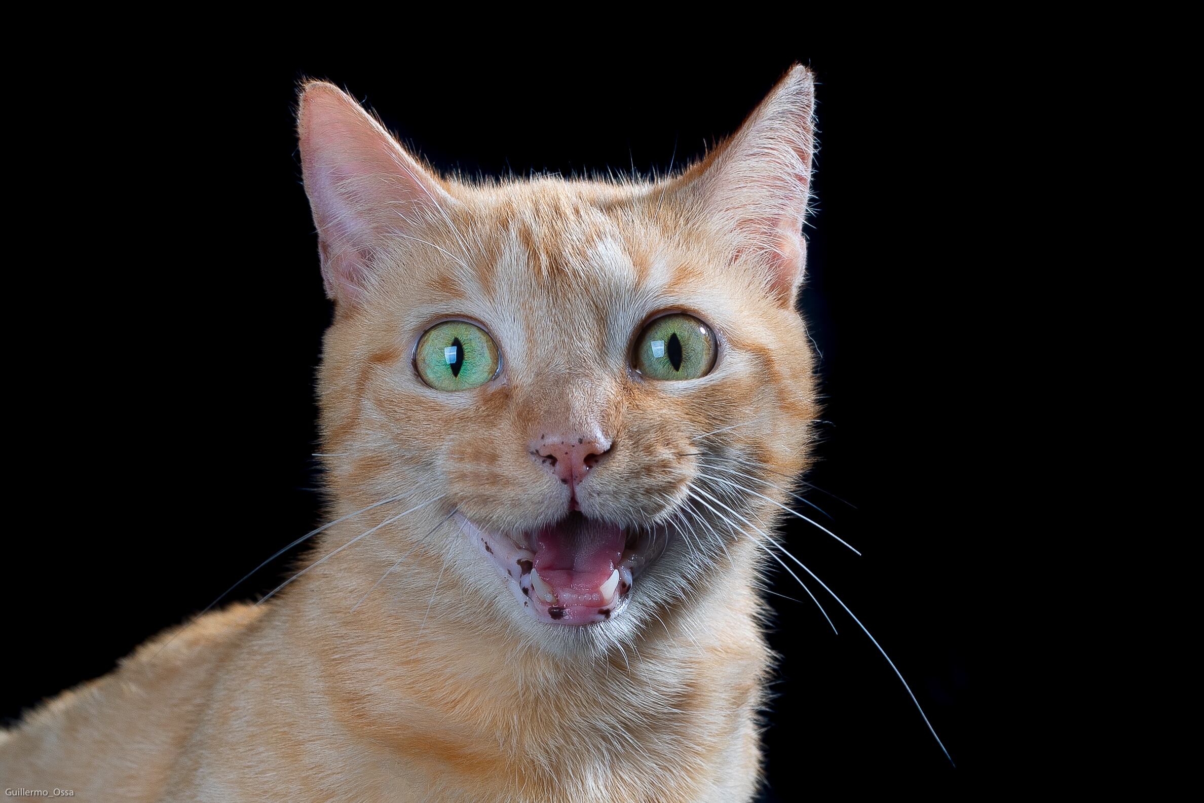 En la sede del corregimiento de Altavista, las personas interesadas se pueden acercar para solicitar información o iniciar un proceso de adopción de los perros y gatos disponibles.