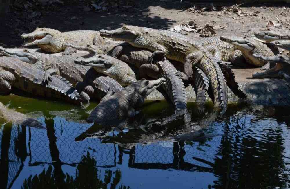 Liberación de un cocodrilo llanero a su hábitat en el río Guayabero
