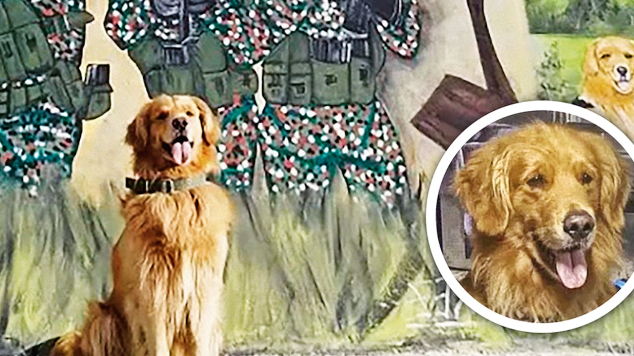 Killer es de raza golden retriever, tiene 7 años y es una de las joyas más preciadas del Ejército Nacional. Su nombre es sinónimo de respeto en el mundo criminal.