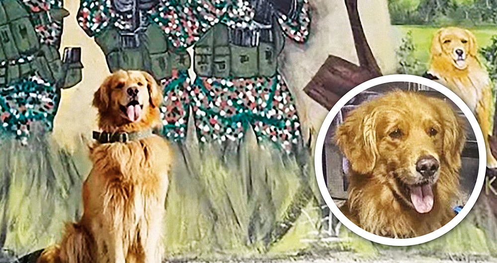     Killer es de raza golden retriever, tiene 7 años y es una de las joyas más preciadas del Ejército Nacional. Su nombre es sinónimo de respeto en el mundo criminal. 