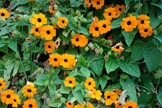 Ing: @vivircomolasflores