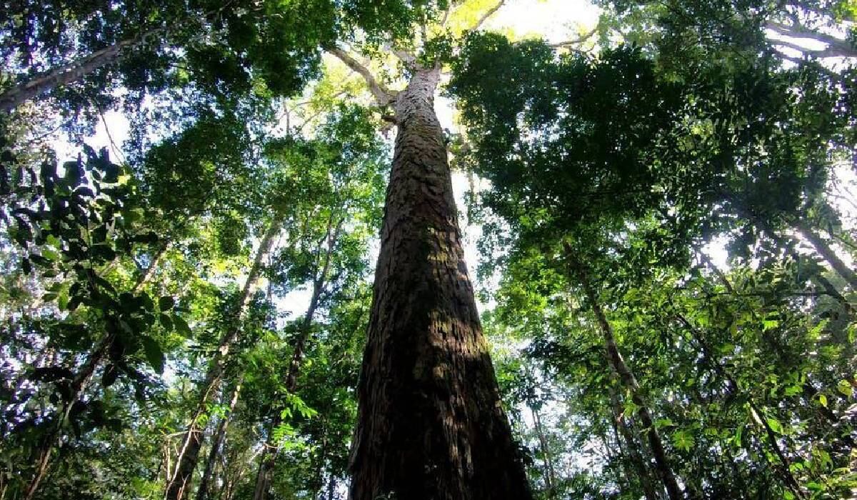 Angelim Vermelho (Ángel rojo, nombre científico: Dinizia excelsa)