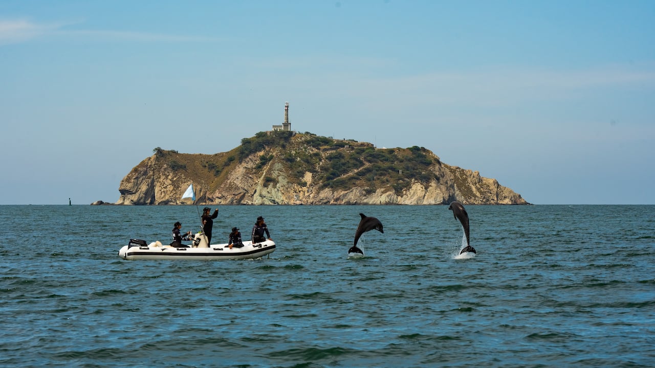 'A mar abierto' es una iniciativa que permite a los delfines desplazarse libremente por su hábitat natural, mientras los especialistas investigan su comportamiento.