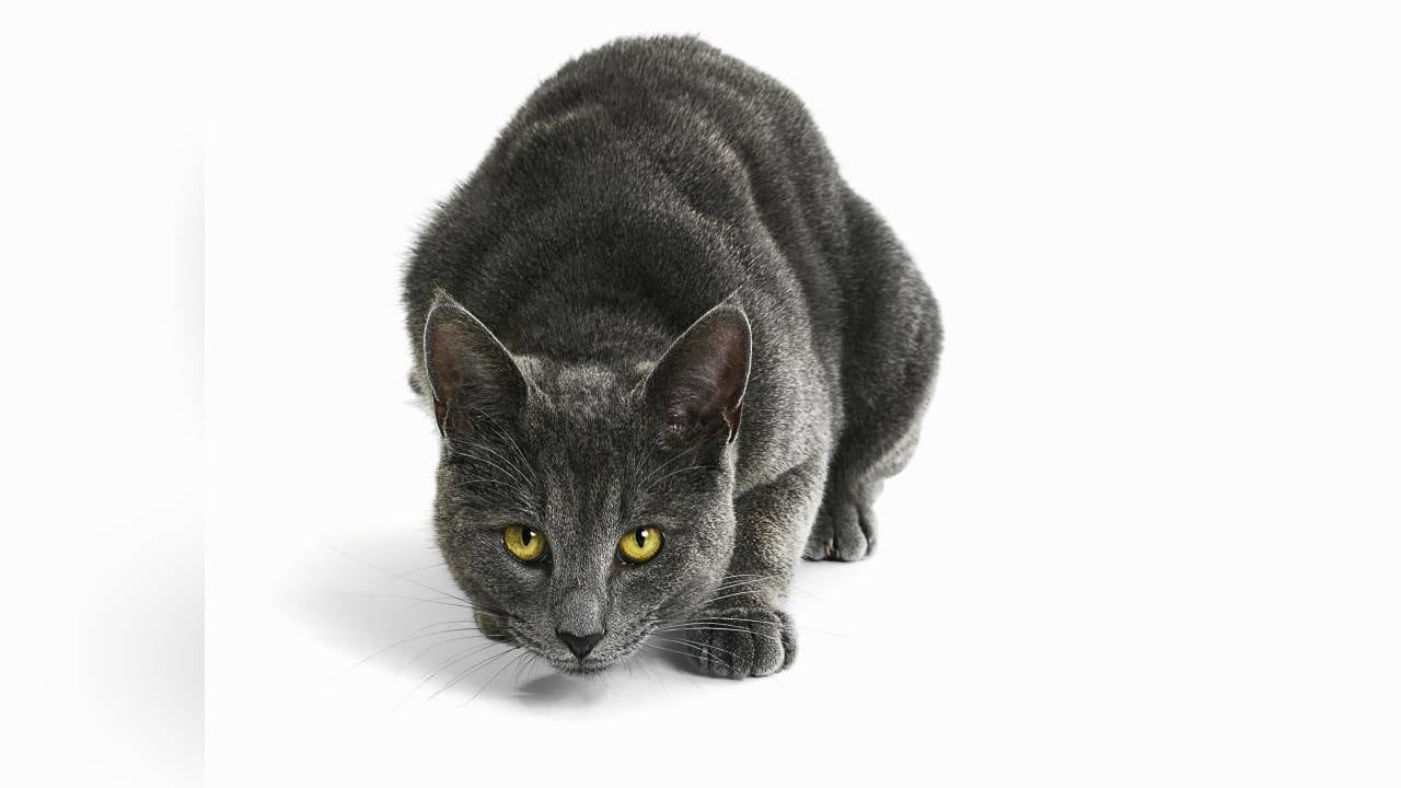 Un estudio de la Universidad de Tasmania demostró que los reptiles, pequeños mamíferos y aves de Australia tienen 20 veces más probabilidades de tener un encuentro mortal con gatos ferales. Foto: Gettyimages.