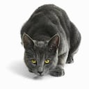 Un estudio de la Universidad de Tasmania demostró que los reptiles, pequeños mamíferos y aves de Australia tienen 20 veces más probabilidades de tener un encuentro mortal con gatos ferales. Foto: Gettyimages.