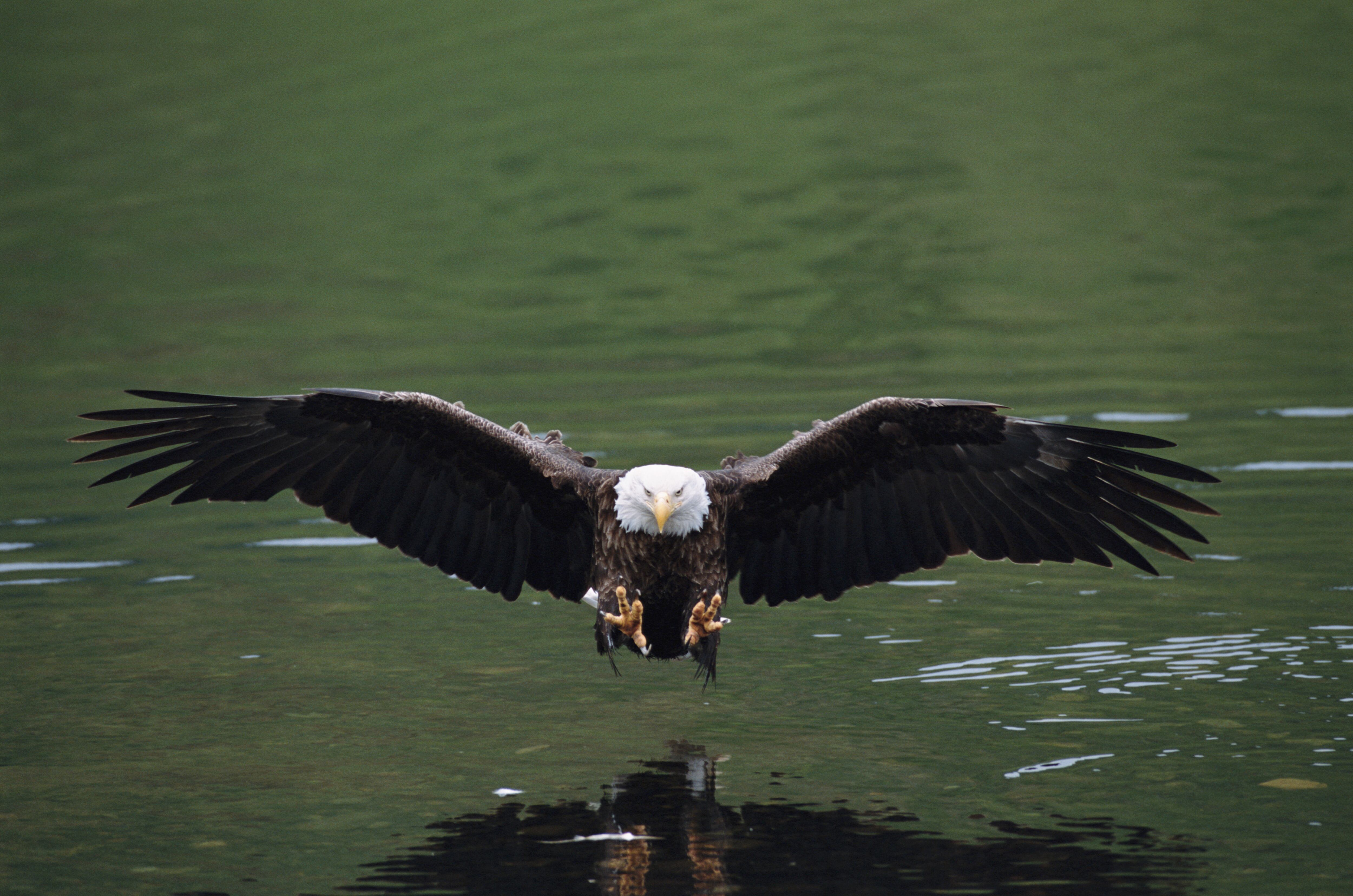 El joven se disfraza de águila para espantar a las gaviotas y proteger los alimentos de las personas.