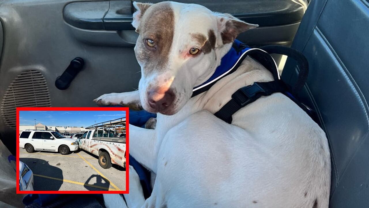 Perrito 'provoca' accidente