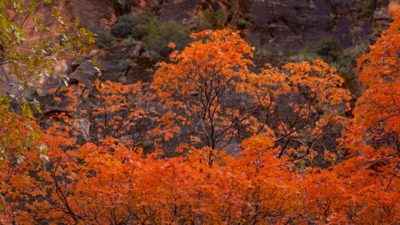 Los tonos naranjas, rojizos y cores son característicos de la época.