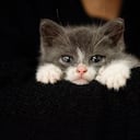 ¿Qué es un gato polidáctilo?