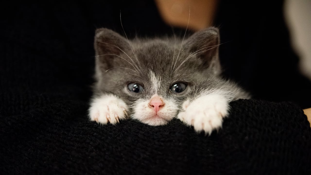 ¿Qué es un gato polidáctilo?