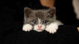 ¿Qué es un gato polidáctilo?
