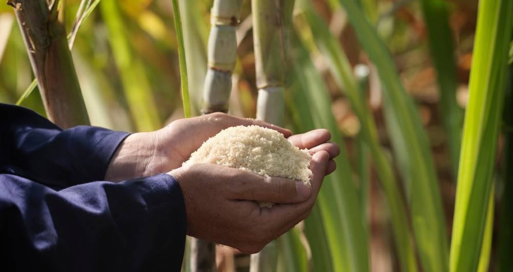 Asocaña destacó que buscan seguir generando empleo en este 2022.