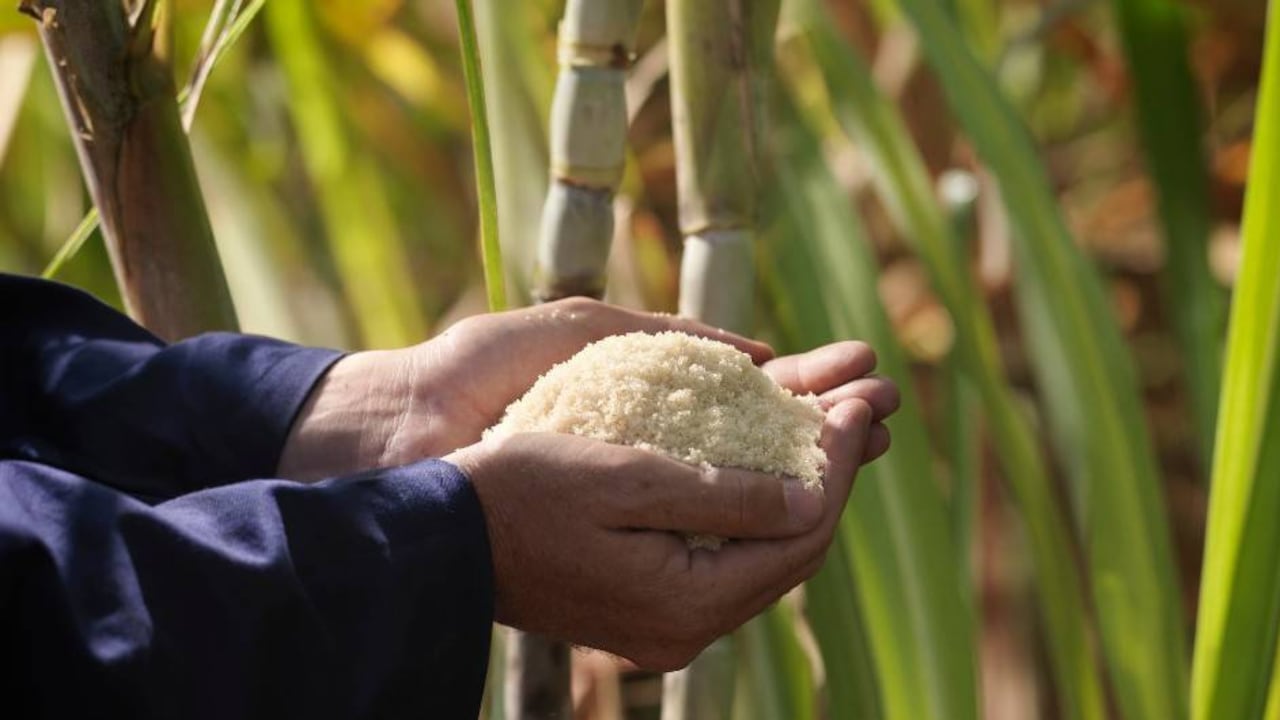 A pesar de la pandemia, Asocaña destacó que la industria tendrá un buen cierre de año.