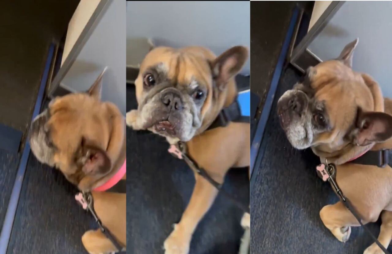 En video quedó la impactante reacción de un perrito al volar - X (@Alcesarlosuyo)