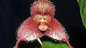 Draculla Cordobae. Es una planta epífita, es decir, que crece encima de otra de la cual toma los nutrientes para vivir. Se encuentra principalmente en el Valle del Cauca. Foto: Alx Portilla / Getty Images/iStockphoto