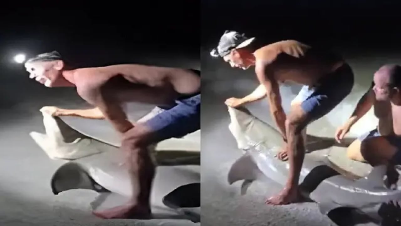 El hombre fue mordido por el tiburón mientras intentaba sacr una foto de su caza.