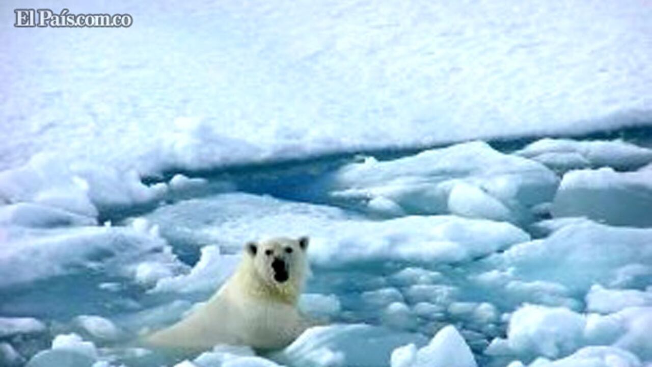 Especies como el oso polar, depredador del Ártico, están amenazadas por el calentamiento global que ha descongelado los glaciares.